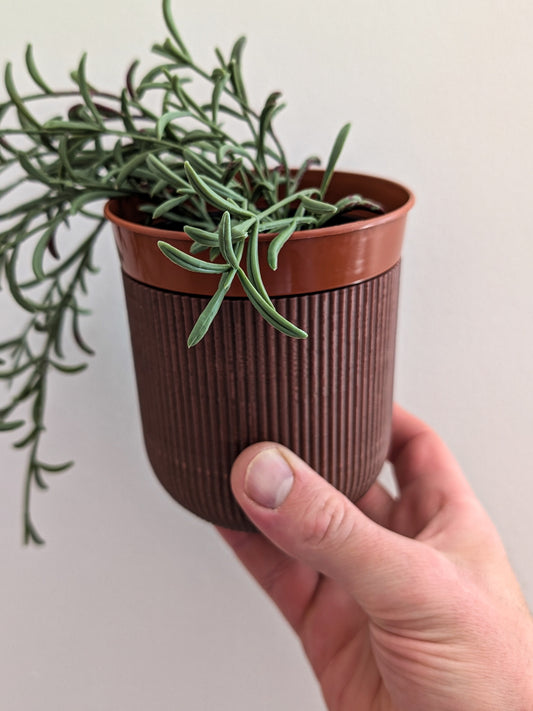 Wall Mounted Houseplant Pot, 100mm x 110mm, Vintage Brown