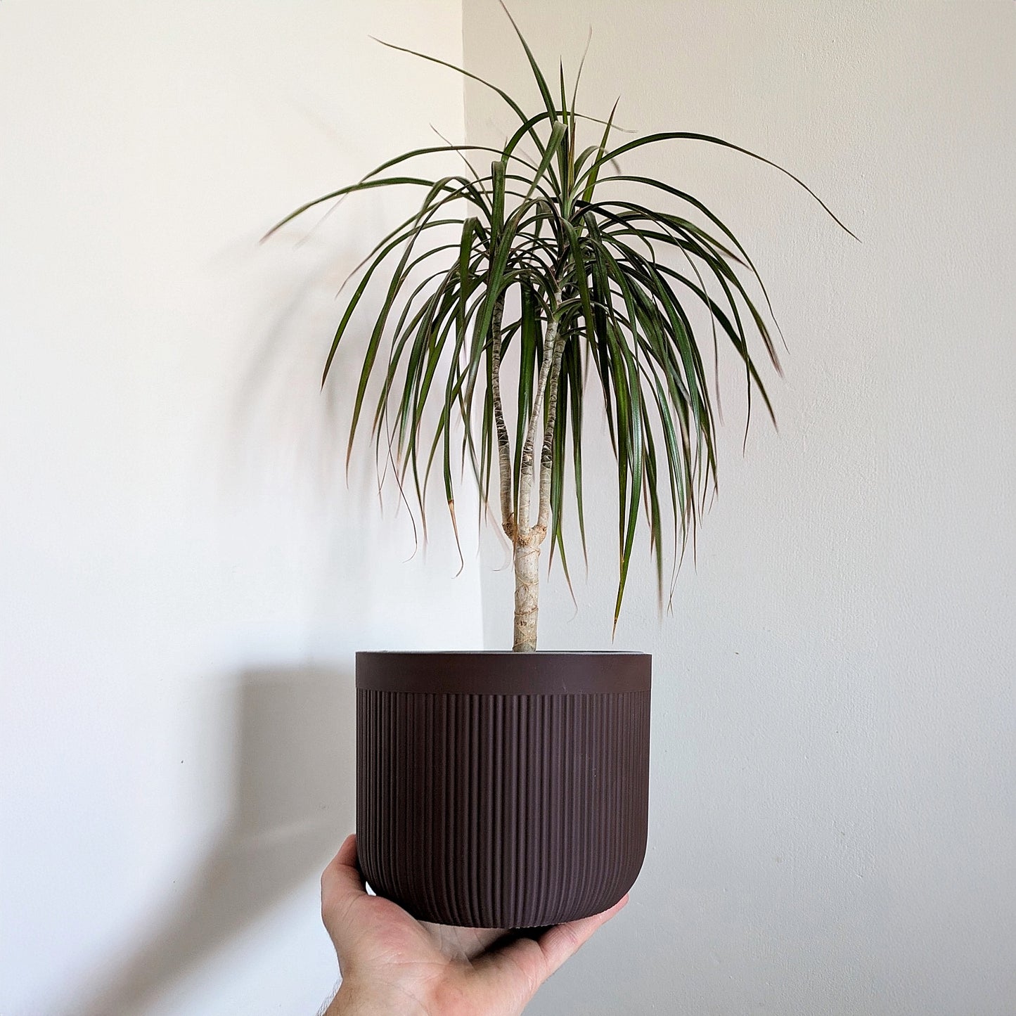 Houseplant Pot, 175mm x 140mm, Chocolate