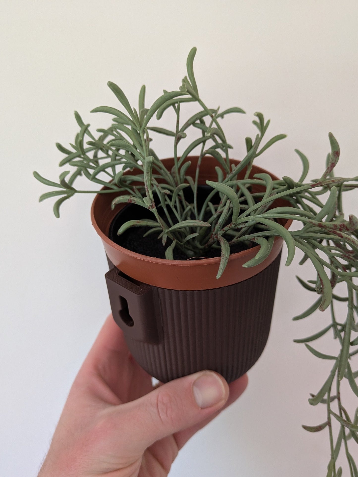 Wall Mounted Houseplant Pot, 100mm x 110mm, Chocolate